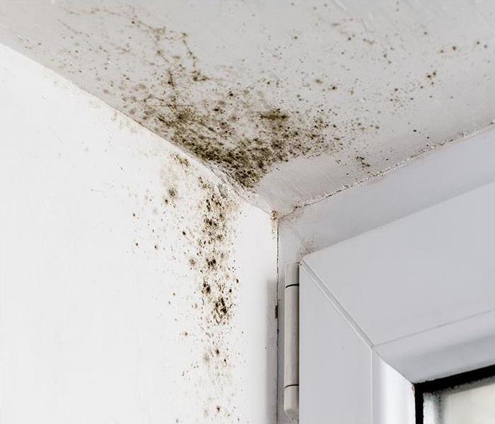 mold infestation in corner