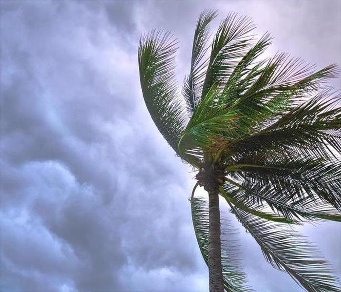 palm tree in storm